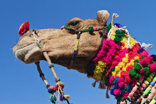 Camel with colorful decorations around neck