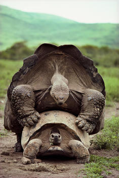 Giant tortoises mating, Geochelone nigra, Isabela Island, Galapagos Islands