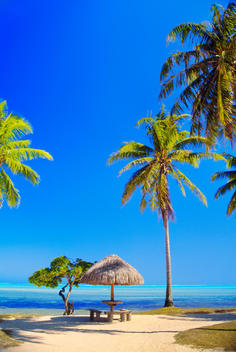 Palm trees on beach, Bora Bora, Tahiti