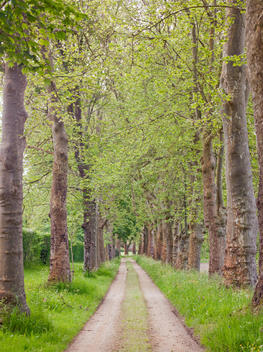 Tree lined country lane in the Dordogne region, France