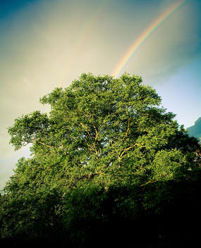 Lush Green Tree With Rainbow In The Sky, Valle De Mena, Burgos, Spain.