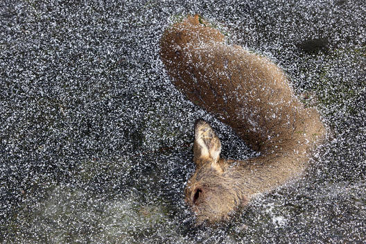 A deer lays frozen in the irrigation dyke of a golf course near a newly developed neighborhood in The Hague.