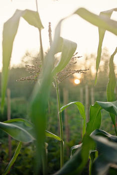 Corn husks in the field.