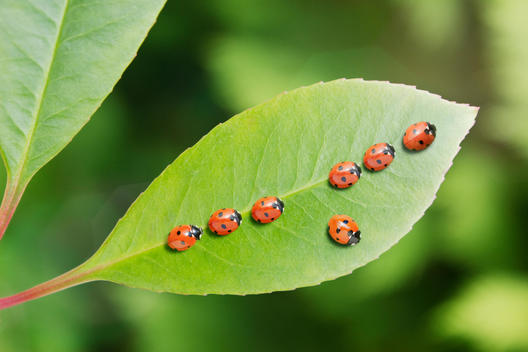 Ladybug standing out from the crowd on leaf