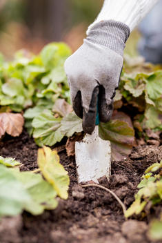 Cropped image of woman planting in garden