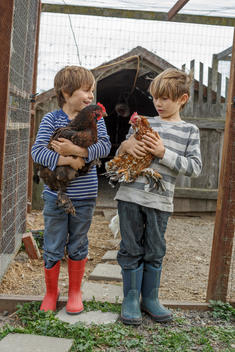 Two boys looking at each other holding chickens