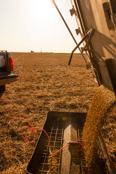 Loading lentil into air drill planter for spring lentil planting near Ray, North Dakota