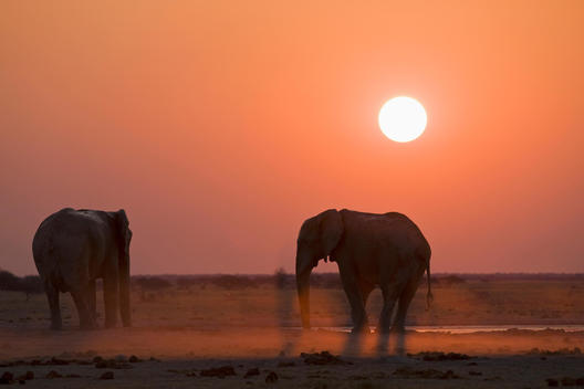 Africa, Sambia, African elephants (Loxodonta africana)