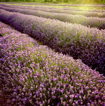 Rows of lavender plants on a farm in the English countryside, UK