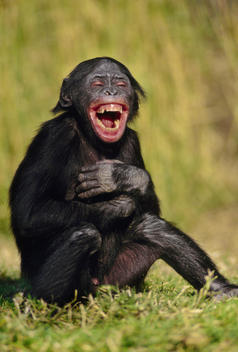 Bonobo juvenile laughing, Pan paniscus, Native to Congo, DRC, Democratic Republic of the Congo