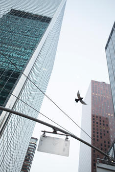 A pigeon flying between buildings in Mid Town Manhattan