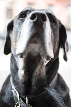 A close up of a black Labrador dog\'s face
