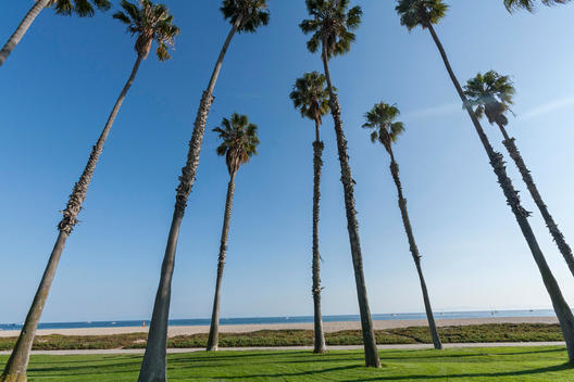 palm trees along East Beach at Chase Palm Park with over 1,000 Mexican fan palms