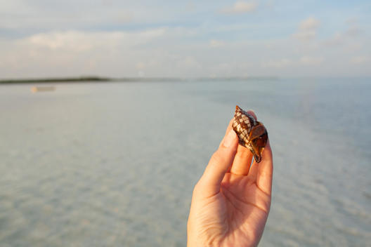 Woman\'s hand holding a banded tulip snail in the Florida Keys.