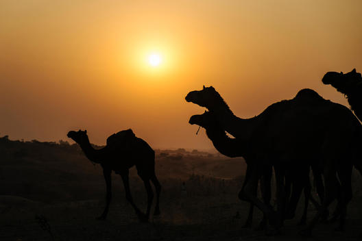 The sun sets behind camels as they are herded out into the desert before nightfall at the Pushkar Camel Fair outside Pushkar, India in the Rajasthan province.