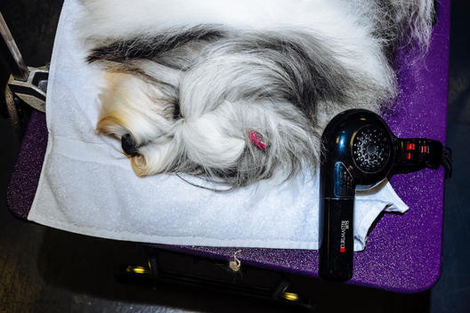 The best in breed bearded collie rests before her blowout before competing in best in group at the Westminster Kennel Club Dog Show.