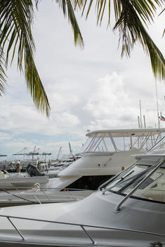 view of boats and yachts moored in a marina with palm fronds overhead
