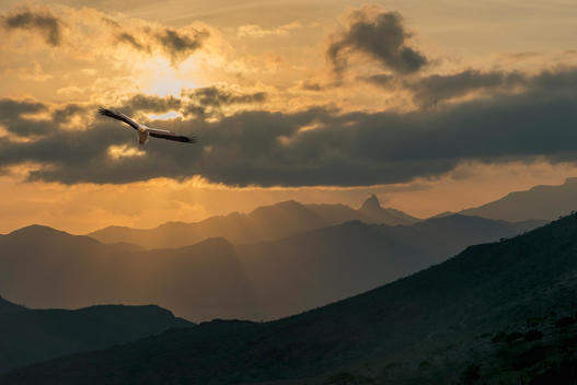 Bird flying over mountains at sunset