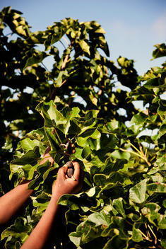 African woman harvesting jatropha nuts