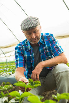 Farmer controlling plants in a greenhouse