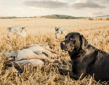 Black Labrador resting next to a pile of geese after a great morning of goose hunting