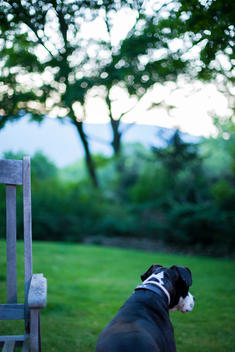 A black and white dog looks out over a yard with trees as the sun is setting.