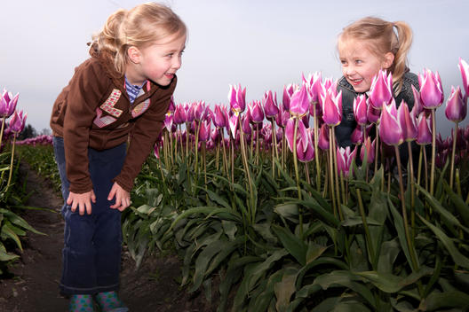Young twin girls playing hide and seek, in a field of purple tulips