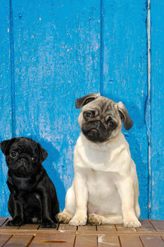 Pugs with heads tilted in interest