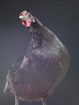 Portrait of a black chicken with it\'s head turned up