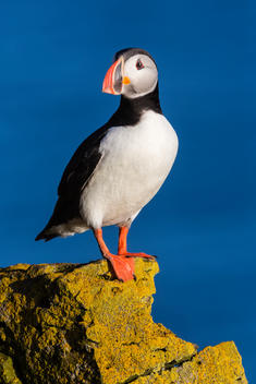 Puffin standing on algae rock