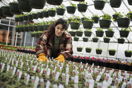 Spring growth in an organic plant nursery glasshouse. A woman working, checking plants and seedlings.