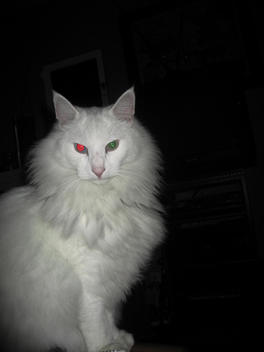 A regal white cat with one red eye and one green eye.