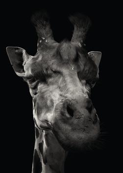 Giraffe portrait from the series \
