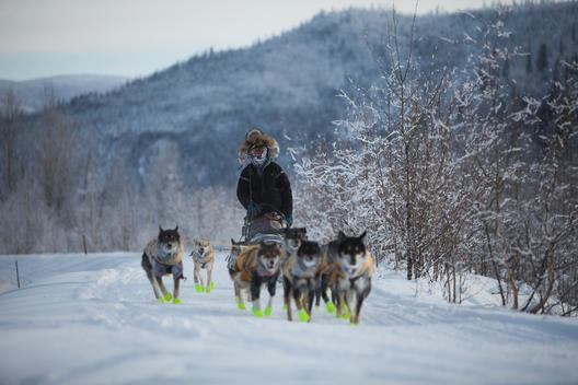 The Yukon Quest International Sled Dog Race is considerate by some to be the world?s toughest, and just finishing can be the reward. This year the start line was in Whitehorse, Yukon, where the 1,000 miles (1,600 kilometres) of trail follow the old trav