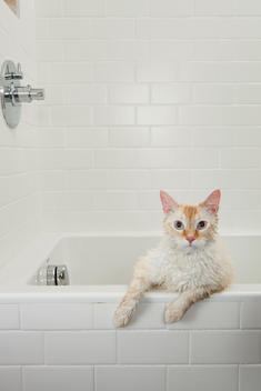 A wet orange and white cat sits in a bathtub with both paws on the ledge
