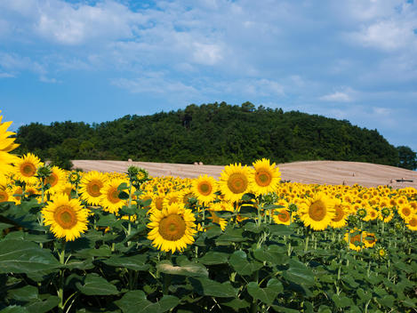sunflowers landscape