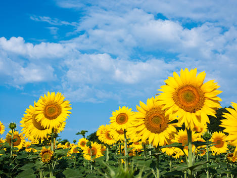 sunflowers landscape