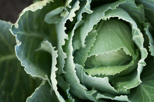 Organic Cabbage,Urban Farming
