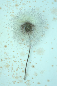Single fluffy white and black seedhead on its stalk of Clematis Frances Rivis lying on antique paper