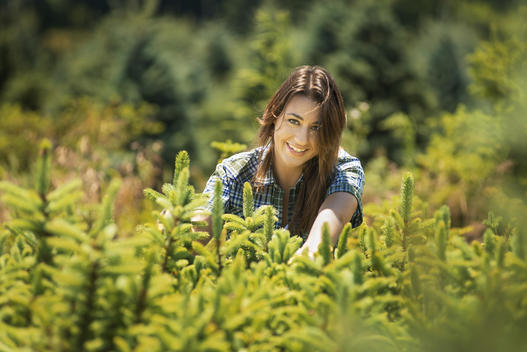 A woman clipping and pruning young conifer or pine trees in a plant nursery.
