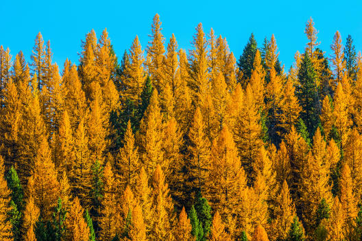 Autumn pine trees