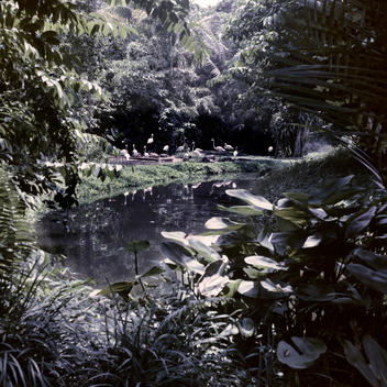 A Group Of Flamingos Resting By The Pond In A Forest Environment In Singapore.