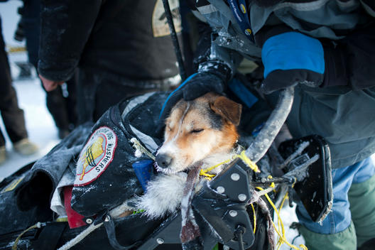 The Yukon Quest International Sled Dog Race is considerate by some to be the world?s toughest, and just finishing can be the reward. This year the start line was in Whitehorse, Yukon, where the 1,000 miles (1,600 kilometres) of trail follow the old travel
