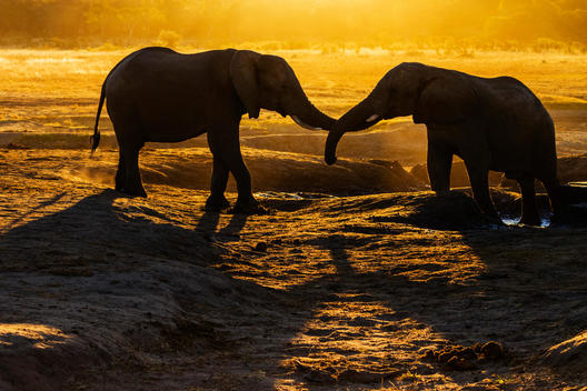 Elephants intertwining trunks in desert at sunset