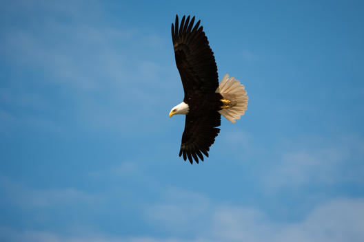 Bald Eagle, Glacier Bay National Park and Preserve, Alaska, USA
