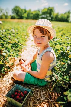 kids in a strawberry field, picking berries