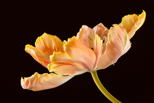 Close up of parrot tulip flower