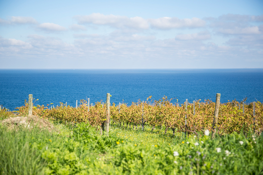 Vineyard along coast in Sicily