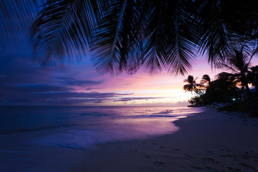 Purple Sunset Over Beach Through Palm Trees With Wave Crash