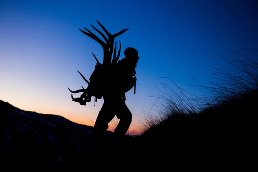 Silhouette of female antler shed hunter hiking up a ridgeline with a pack full of elk antlers